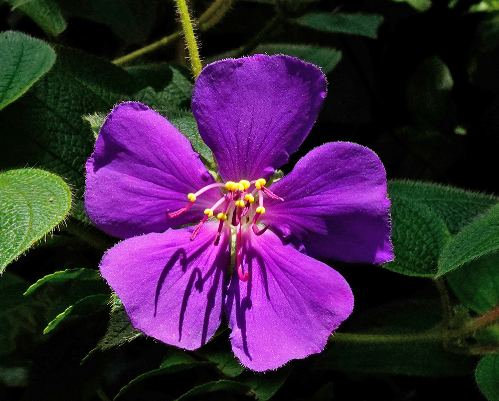 Chaetogastra laxa Purple Flower Close-up of Chaetogastra laxa flower with five bright purple petals, yellow-tipped stamens, and textured green leaves surrounding it