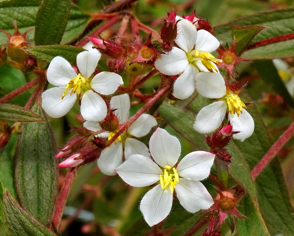 A close-up of white Chaetogastra longifolia flowers with yellow stamens and reddish bracts emerging from narrow green foliage