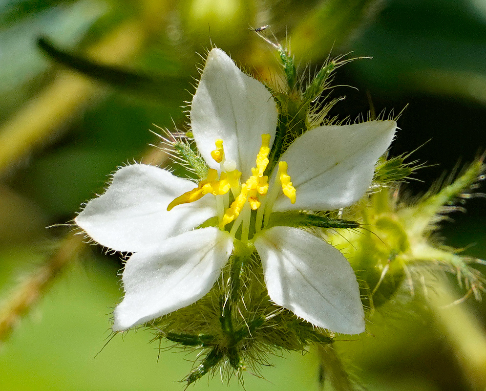 Chaetogastra longifolia with white flowers