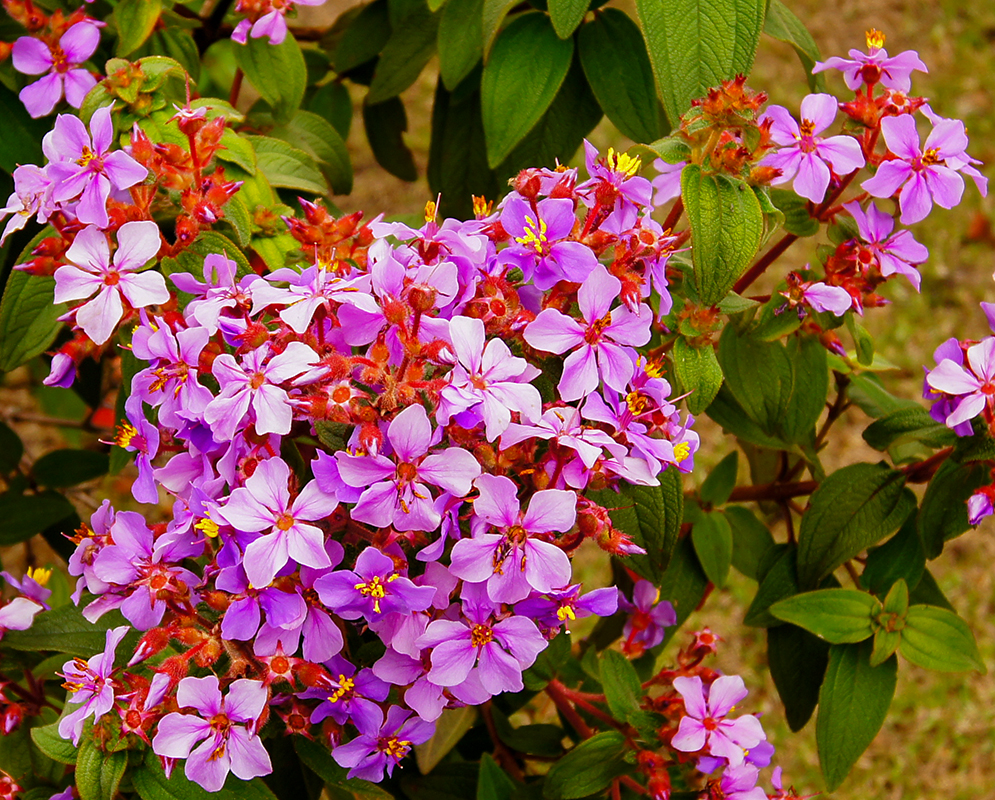A cluster of Chaetogastra mollis purple-pink flowers