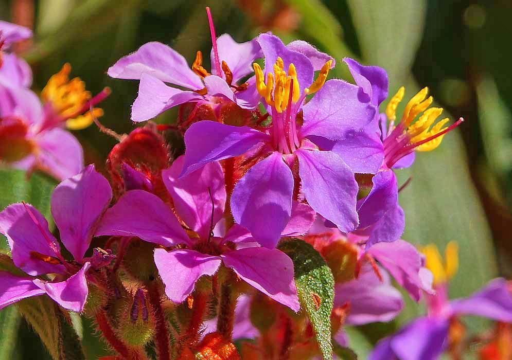 Two purple-pink Chaetogastra mollis flowers with yellow anthers in sunlight