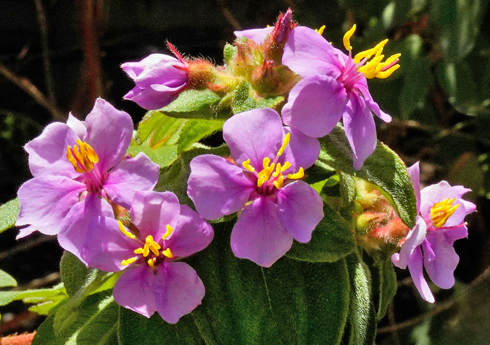 Several vibrant pink-purple Chaetogastra mollis blossoms with vivid yellow anthers growing in a dense cluster surrounded by velvety leaves