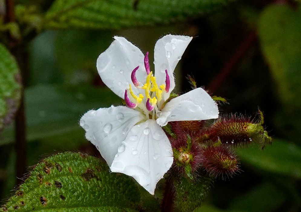 Chaetogastra pendula White Flower Close-up of Chaetogastra pendula flower with four white petals, bright yellow and purple stamens, and dew droplets on the petals and surrounding buds