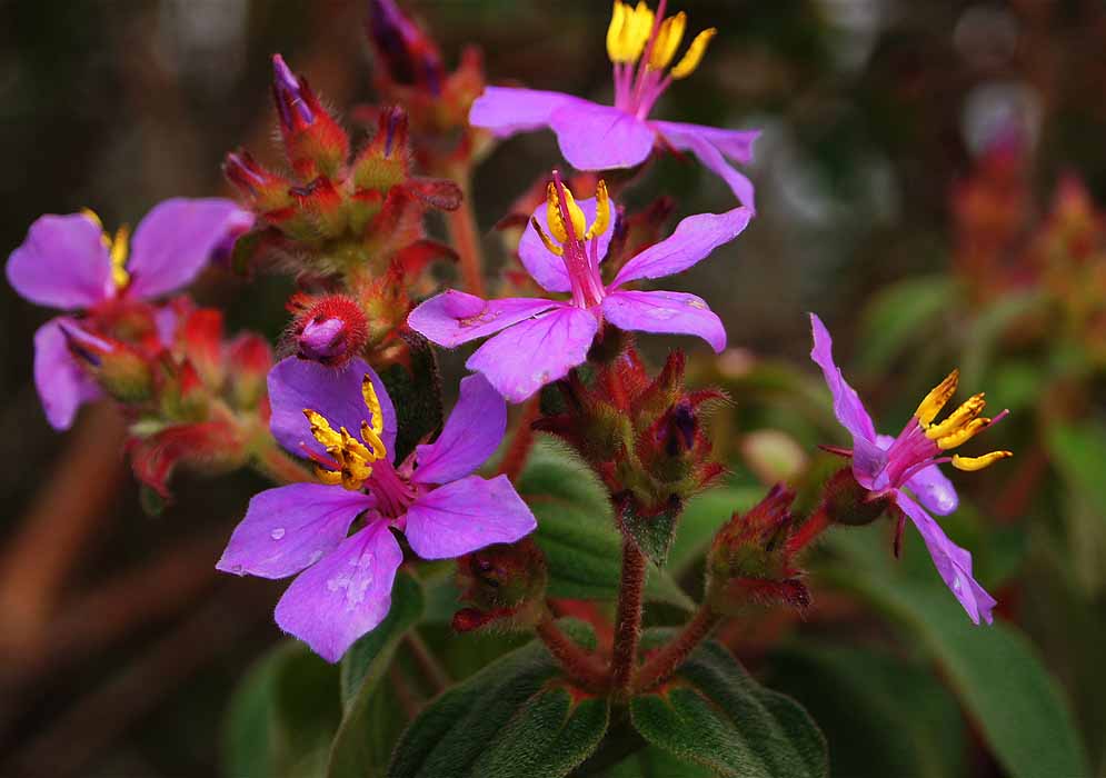 Two purple-pink Chaetogastra mollis flowers with yellow anthers