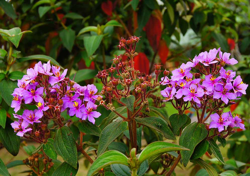 Two clusters of Chaetogastra mollis purple-pink flowers