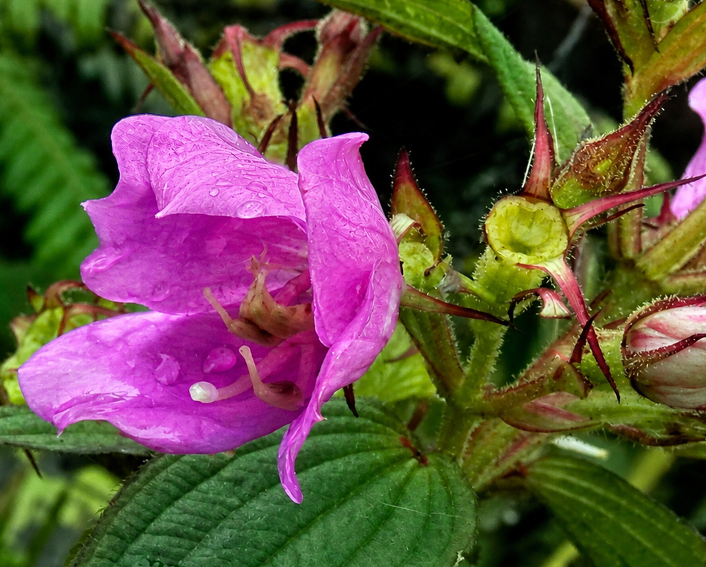 Hairy purple Chaetogastra flower buds in southern Colombia
