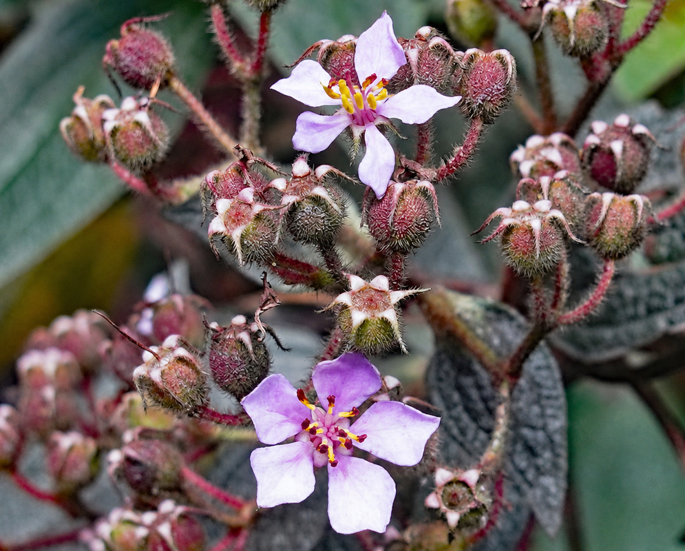 Chaetogastra lavender flowers with yellow and purple stamens among densely hairy red buds and stems