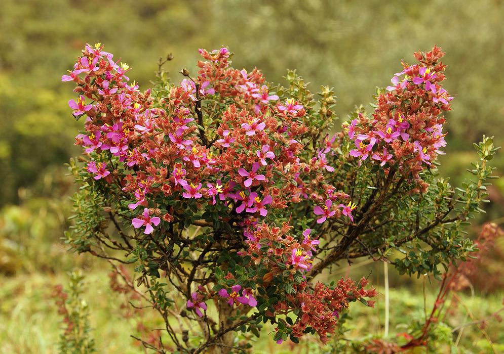 Bright Chaetolepis lindeniana pink bush in the Páramo 