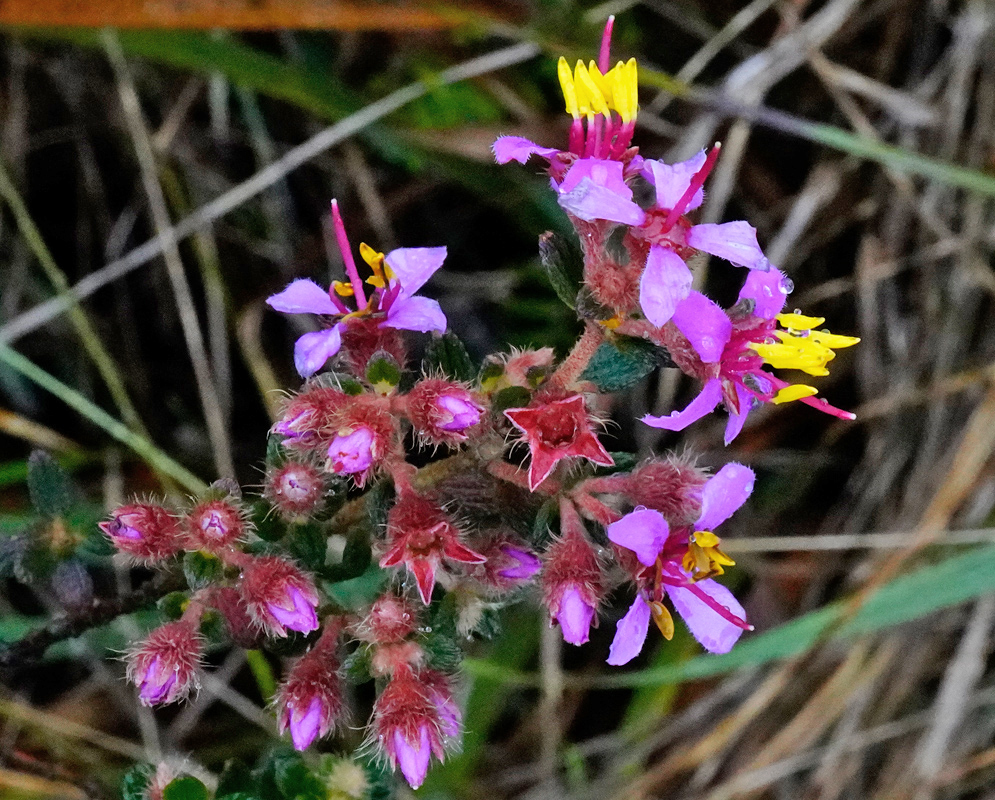 A cluster of Chaetolepis flowers with bright pink petals and yellow stamens emerging from hairy reddish buds