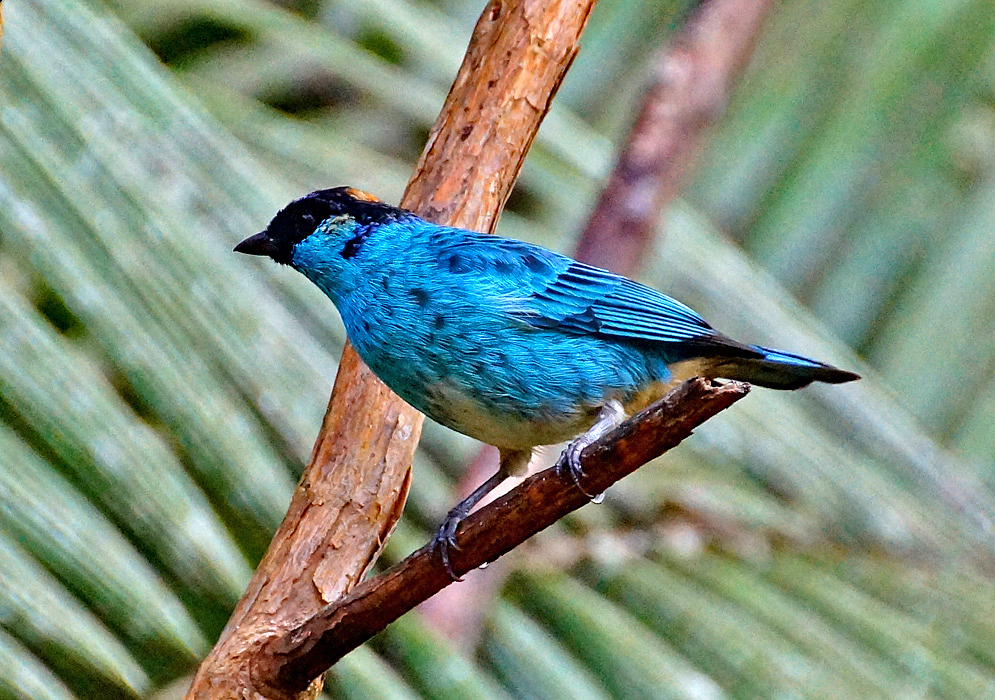 A blue Chalcothraupis ruficervix bird 