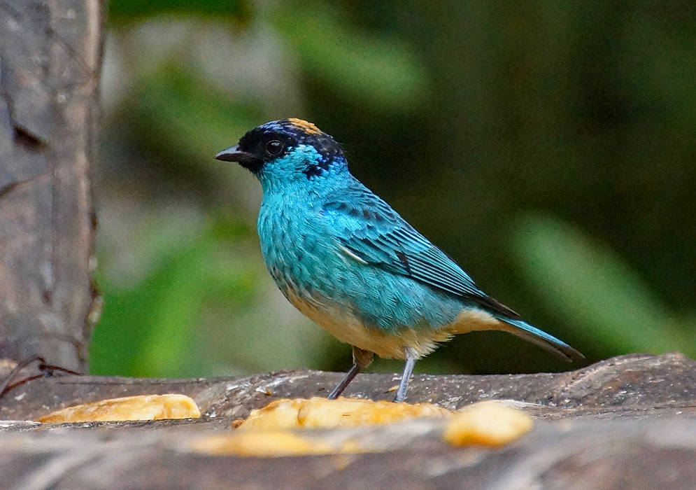 Chalcothraupis ruficervix blue bird