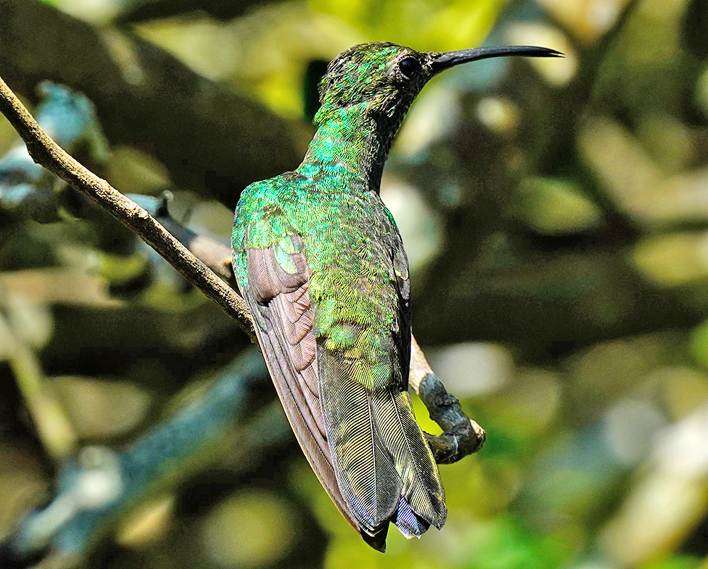 The back of a Chalybura buffonii