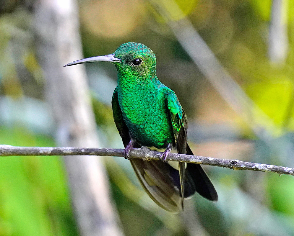 Green Chalybura buffonii breast