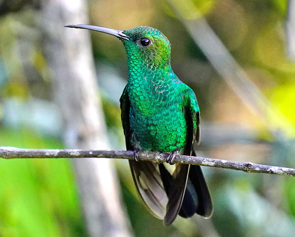 Green Chalybura buffonii and brown underside feathers