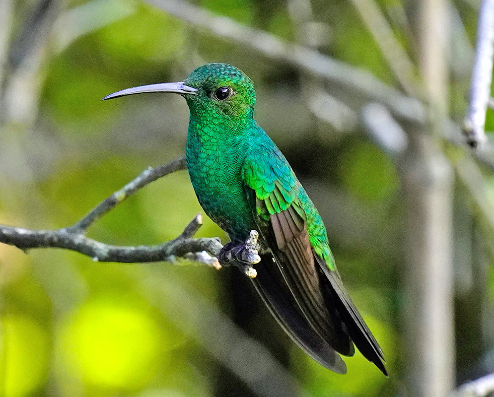 Green Chalybura buffonii and brown wings