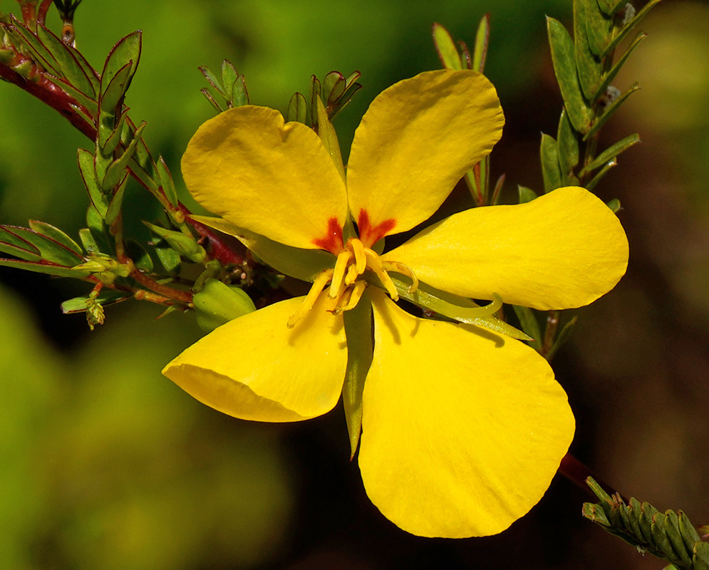 A close view of a Chamaecrista fasciculata flower with four broad yellow petals, long protruding stamens, and green pinnate leaves