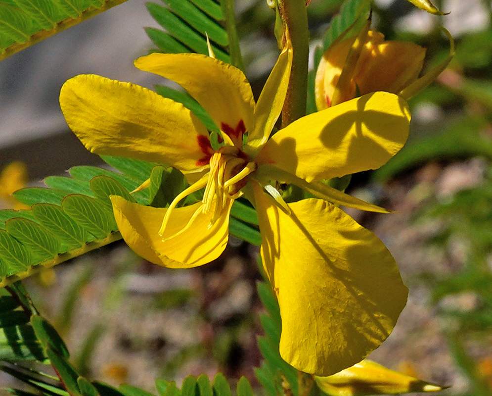 A Chamaecrista fasciculata flower with four large yellow petals, red markings near the center, and long slender stamens surrounded by pinnate green leaves