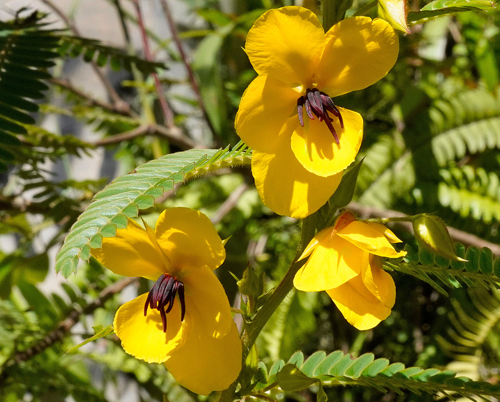 Close-up of Chamaecrista glandulosa flowers with bright yellow petals and dark central stamens emerging from green compound leaves