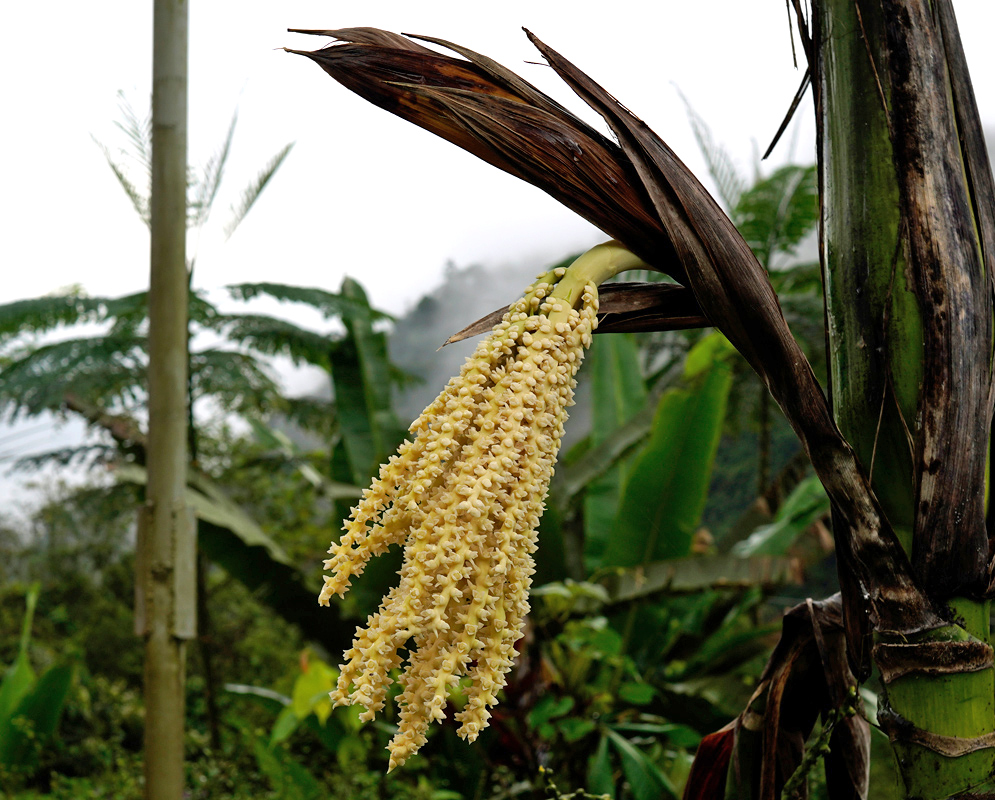 Long drooping yellow inflorescence of the Chamaedorea linearis palm emerging from a green stalk with dried bracts, set against a misty tropical background