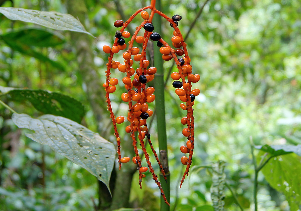 An orange Chamaedorea seifrizii inflorescence with black and orange fruit