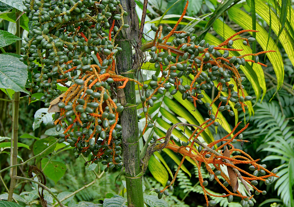 Orange Chamaedorea seifrizii inflorescences with green fruit
