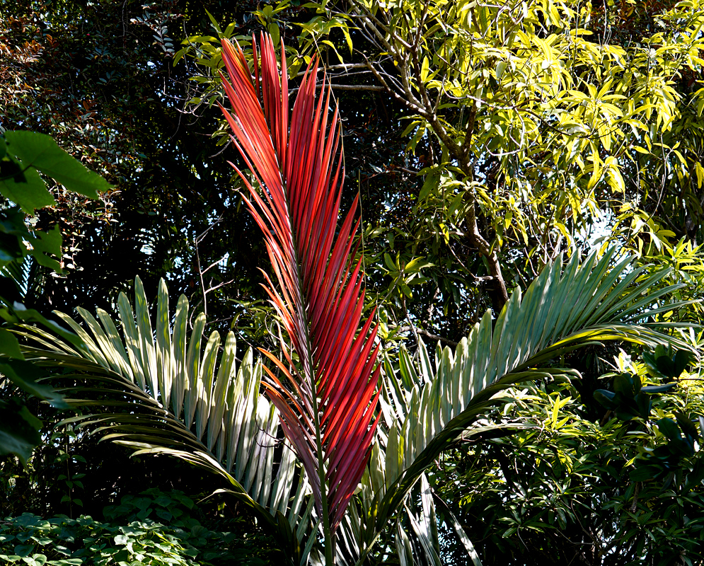 Chambeyronia macrocarpa Red Frond Chambeyronia macrocarpa palm with a newly emerging bright red frond contrasting against mature green leaves in a tropical forest setting