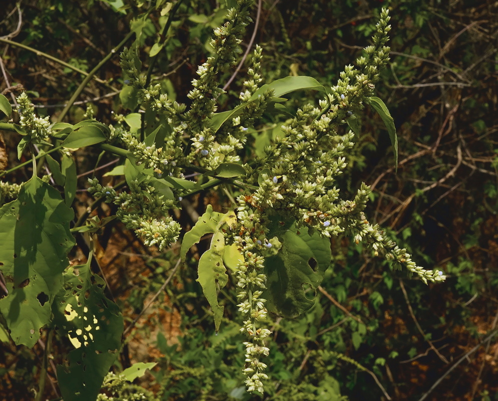 Chamissoa altissima flowers