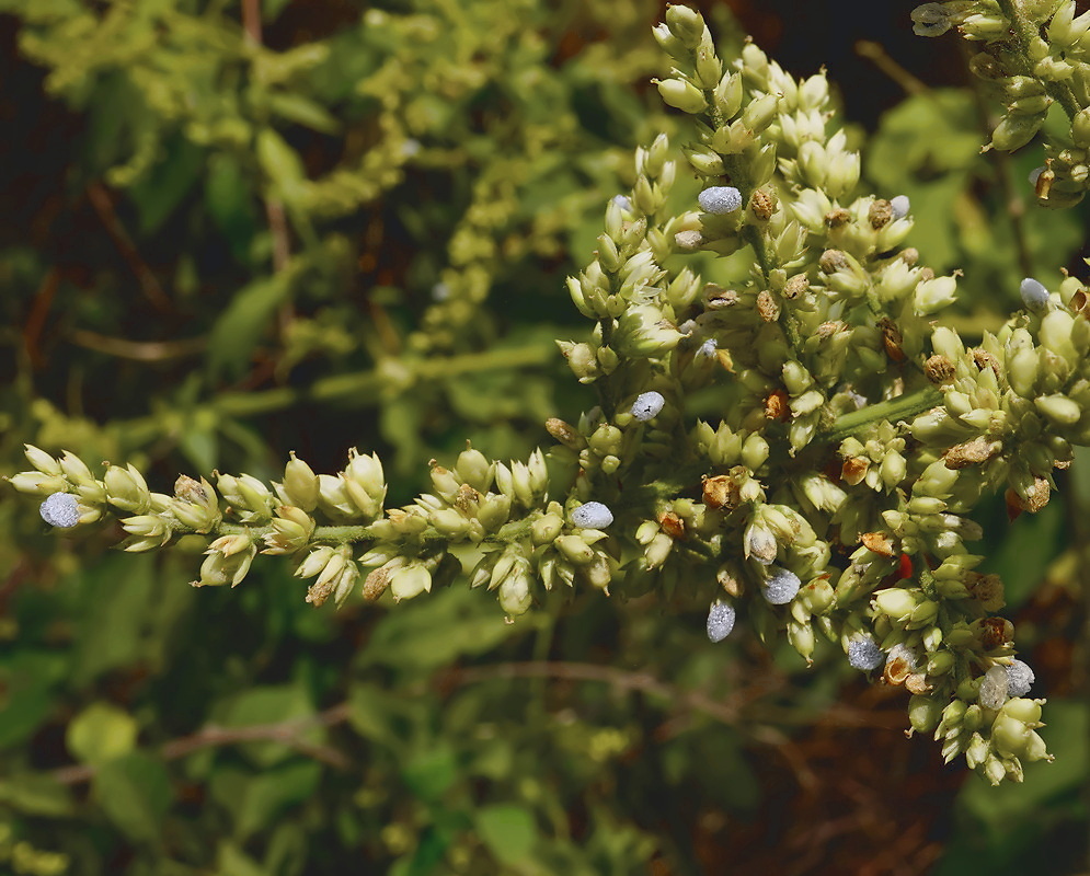 Chamissoa altissima Inflorescent Chamissoa altissima inflorescent