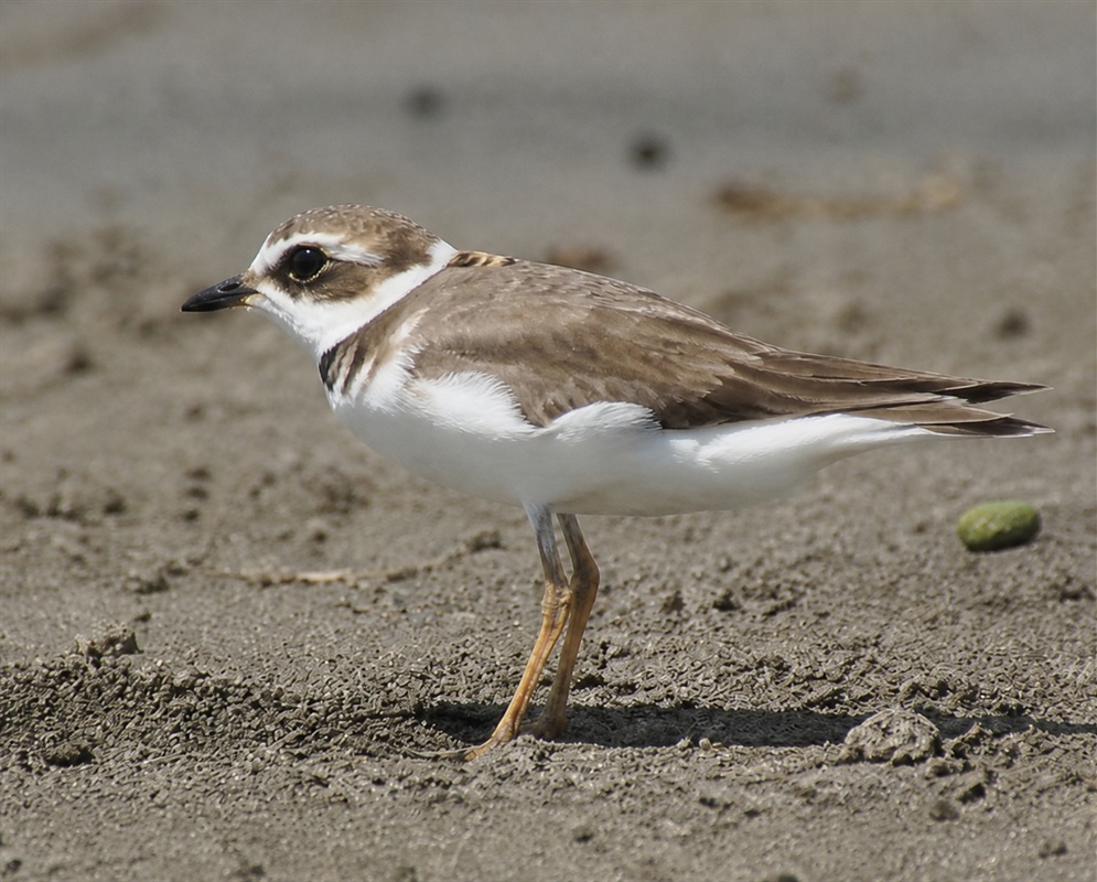 A Charadrius semipalmatus standing on the beach with its breast band, short bill, and legs visible