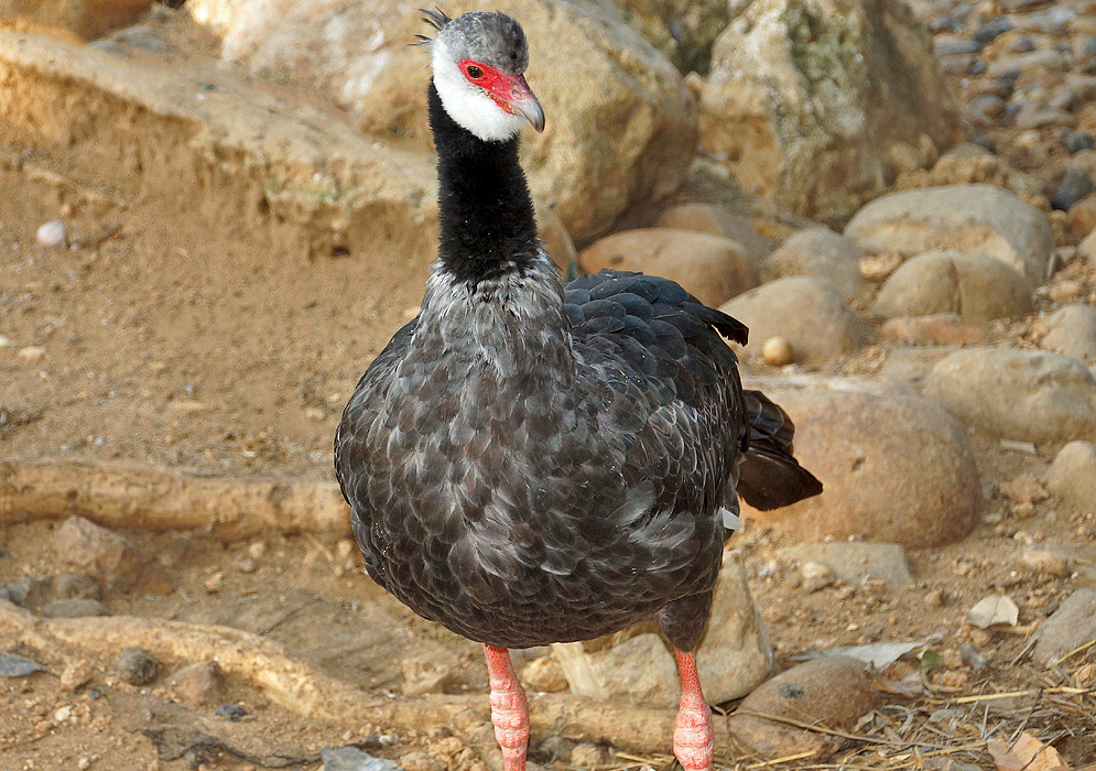 A black, white and grey Chauna chavaria with a red cere and pink legs