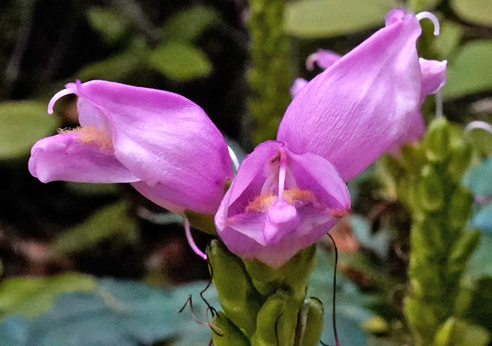 Close-up of Chelone lyonii flowers showing two pink tubular blossoms with curved upper petals and fuzzy yellow stamens emerging from the center