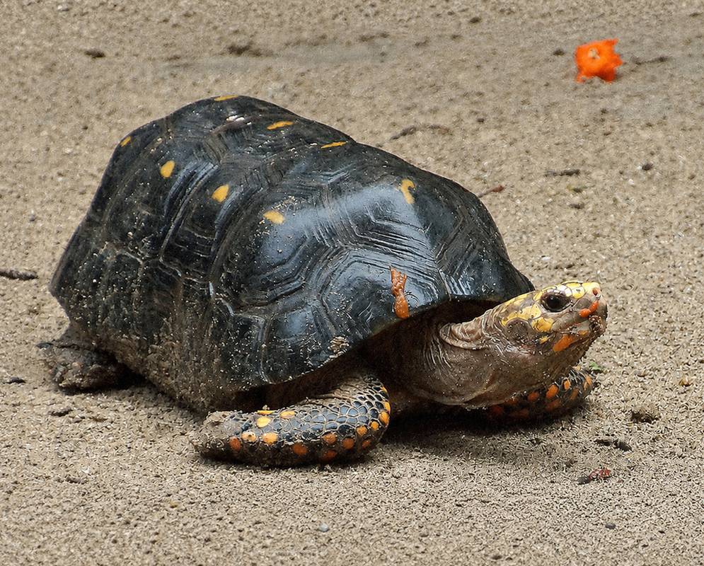 A Chelonoidis carbonarius walks across sandy ground showing its dark domed shell and orange-scaled legs