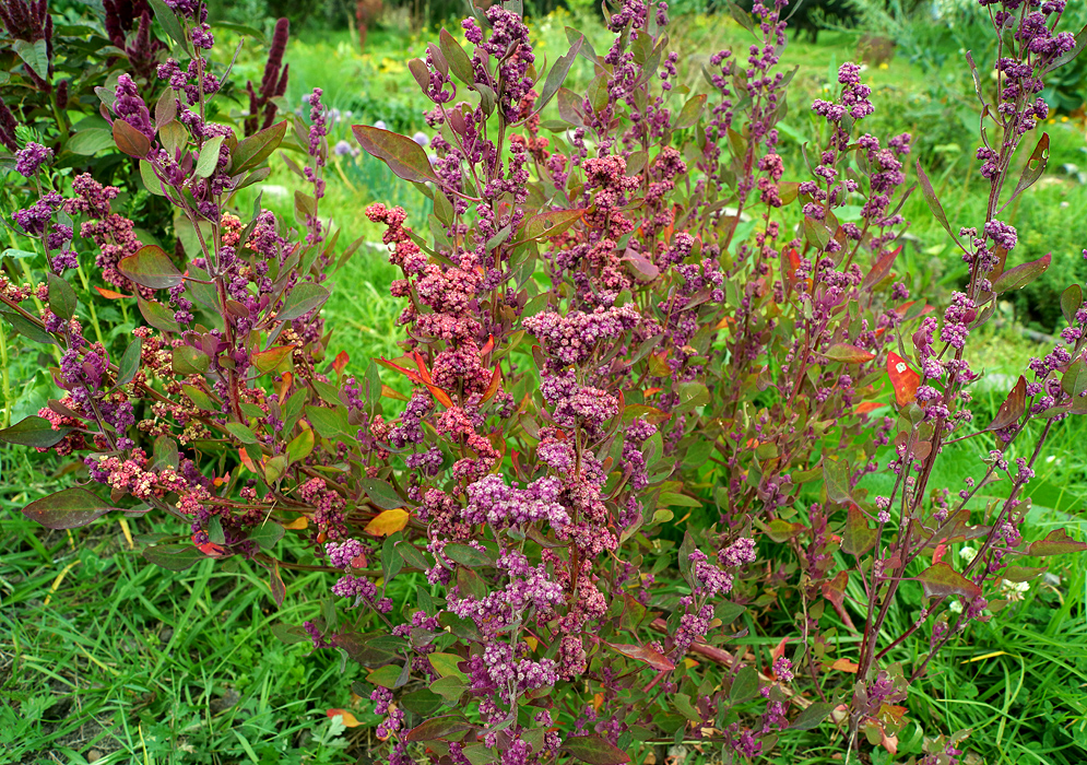 Greenish flowers on a purplish Chenopodium quinoa inflorescence