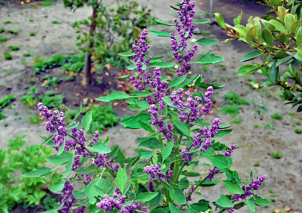Small greenish Chenopodium quinoa flowers growing on purple racemes