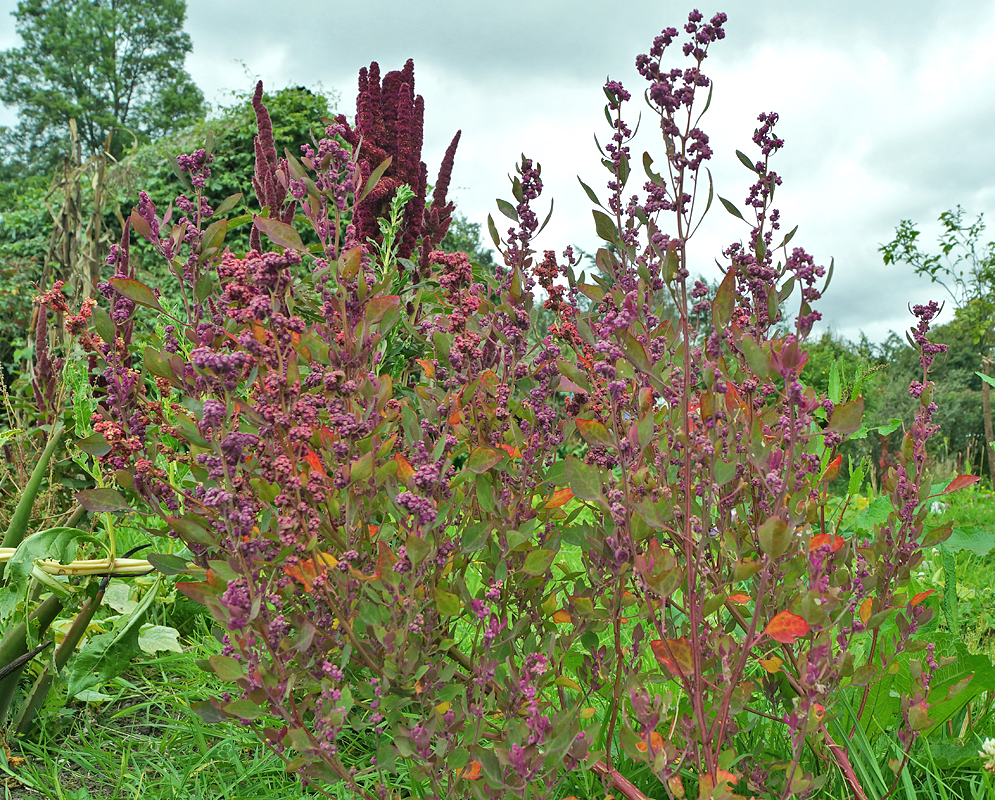 Purplish inflorescences Chenopodium quinoa under cloudy skies