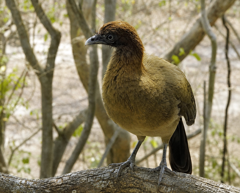 Ortalis garrula Chestnut Winged Chachalaca An Ortalis garrula shown as the chestnut winged chachalaca in a clear view with its characteristic plumage visible