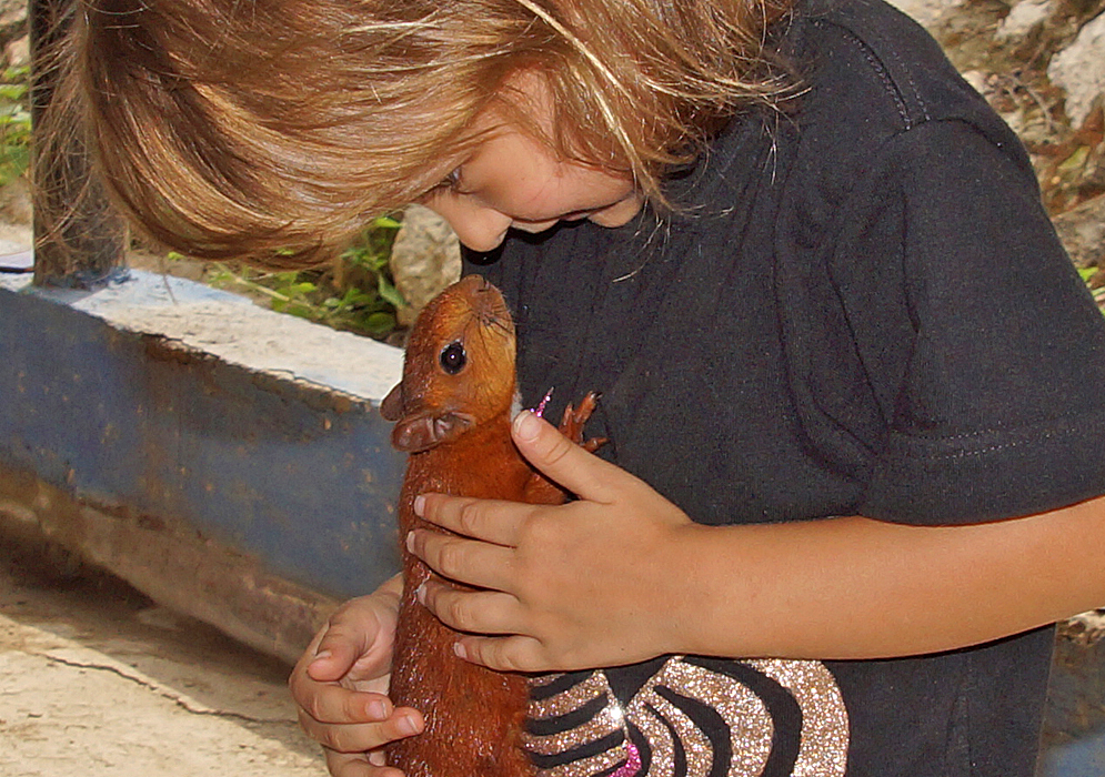 A curious three-year-old girl holding and staring in the eyes of a red squirrel