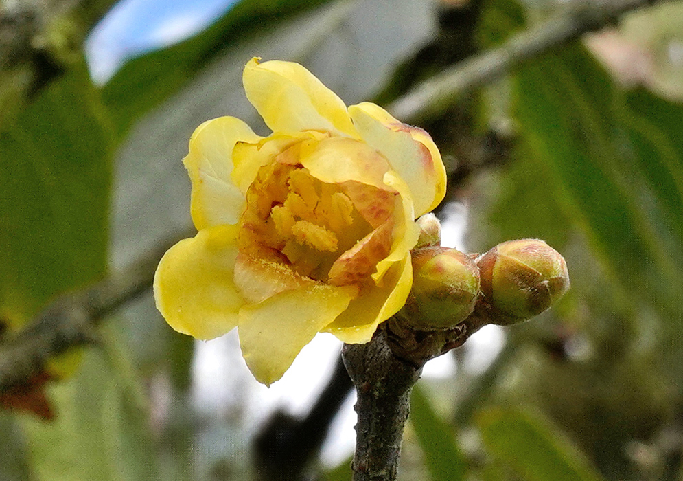 Chimonanthus praecox Wintersweet Flower Chimonanthus praecox flower with yellow translucent petals and reddish markings at the center emerging from woody branches with unopened buds nearby