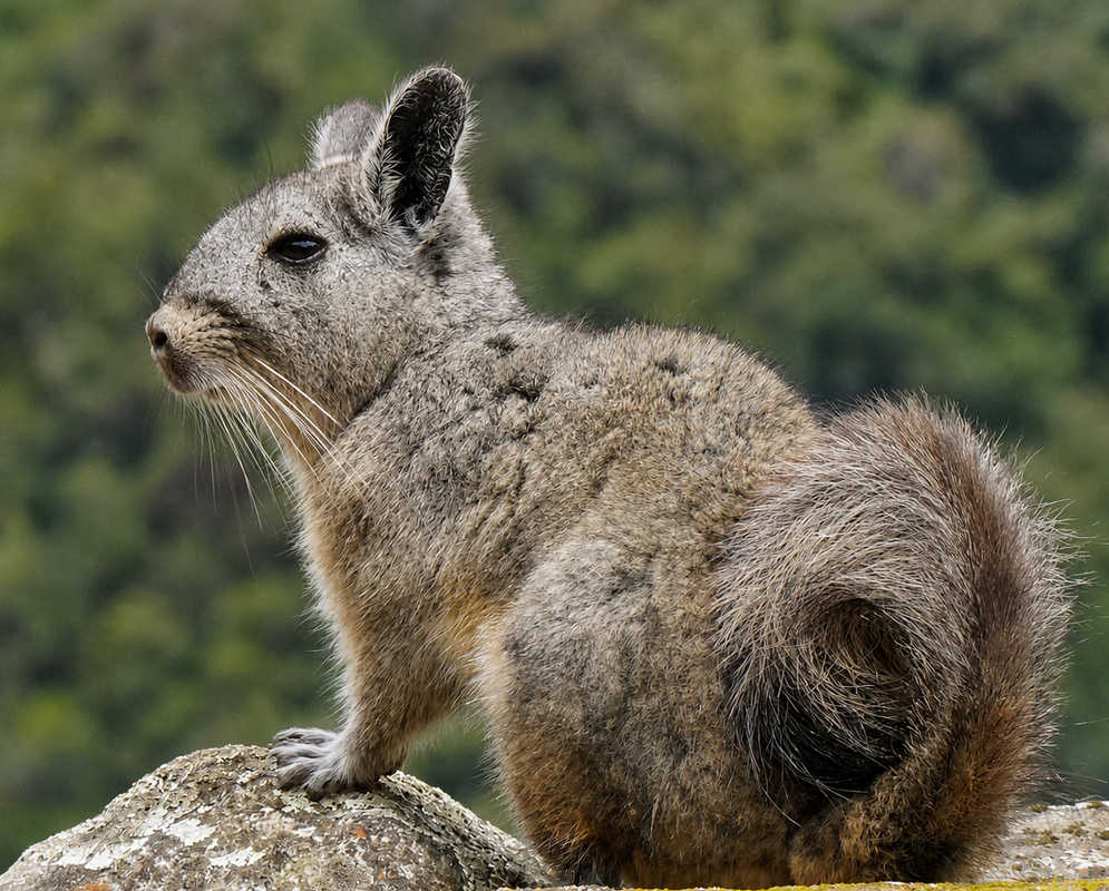 A gray Chinchilla lanigera sits upright on a lichen-covered rock with a curled tail
