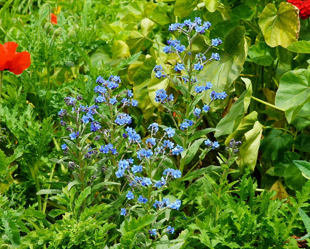 Flower spikes of blue Cynoglossum amabile flowers