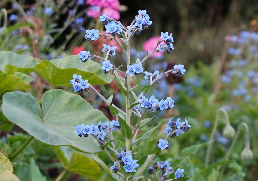 A stalk of Cynoglossum amabile light blue flowers
