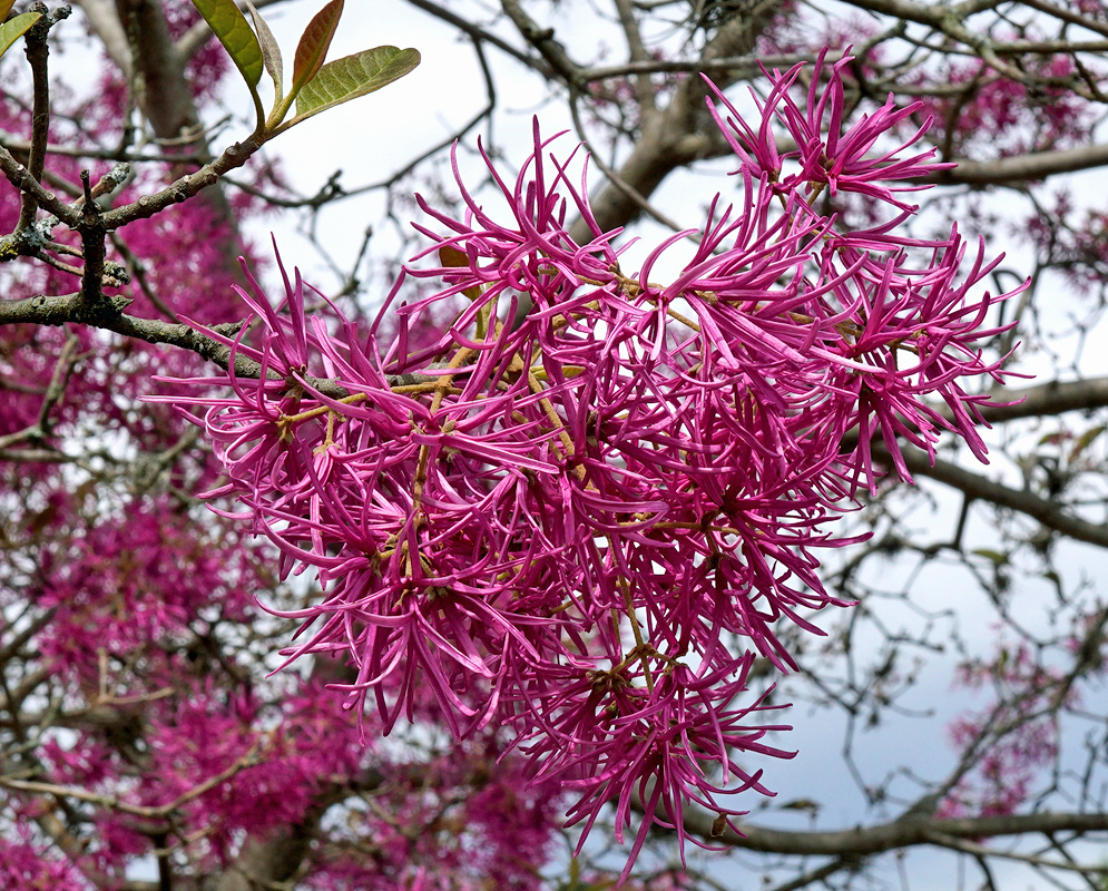 Chionanthus pubescens Pink Blooms Close-up of bright pink fringe-like flowers of Chionanthus pubescens emerging from leafless branches against a cloudy sky