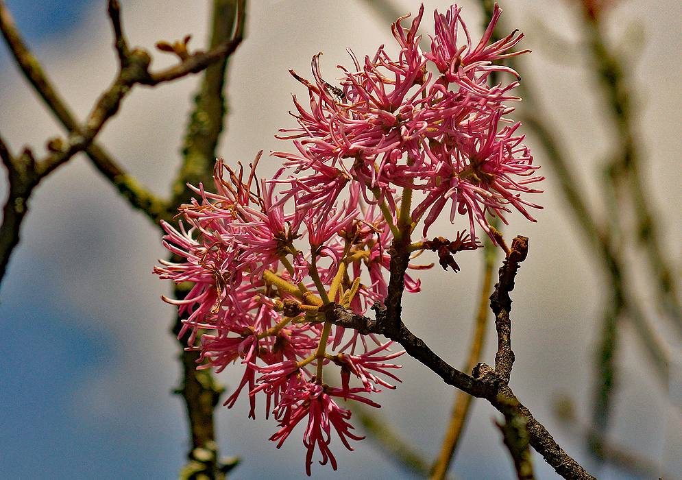 A leafless branch with pink Chionanthus pubescens flowers 