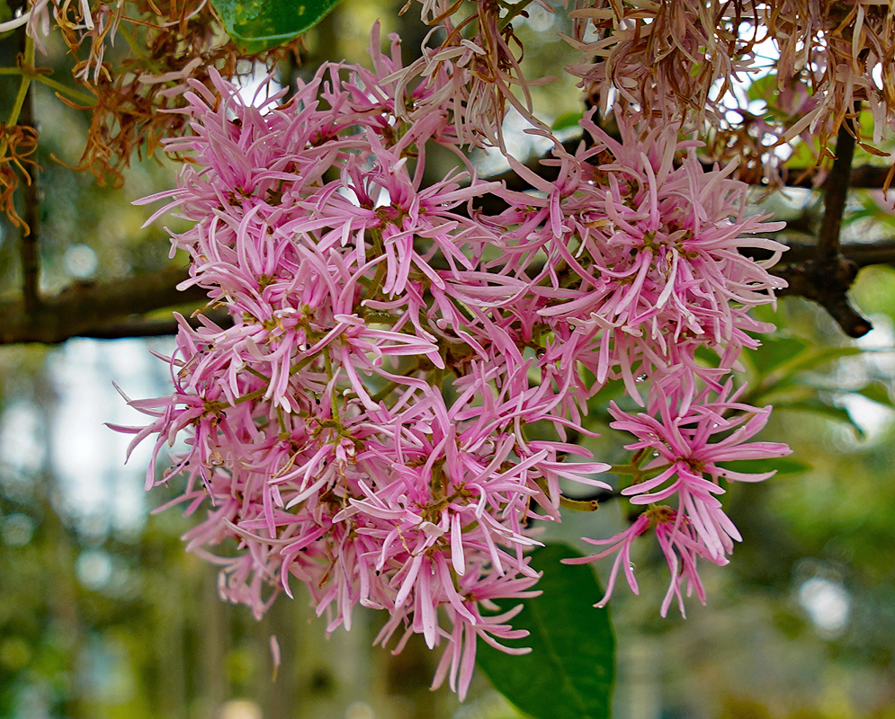 A cluster of Chionanthus pubescens pink flowers