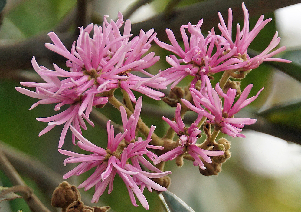 A cluster of narrow pink Chionanthus pubescens flowers