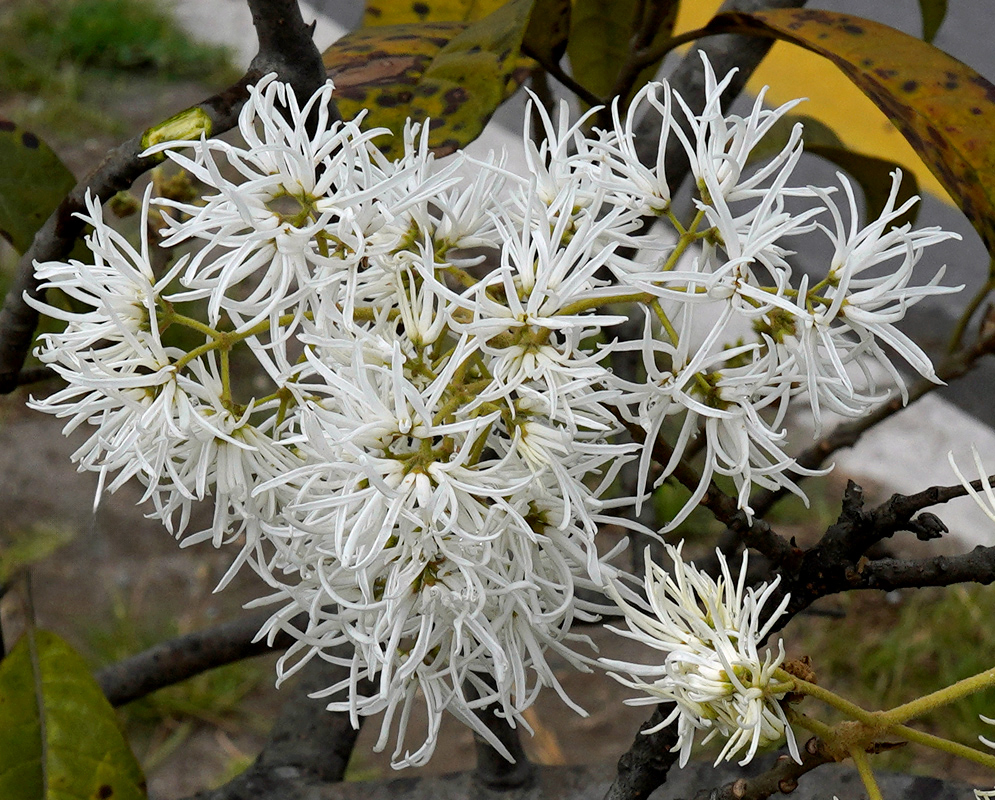 Chionanthus pubescens White Flowers A cluster of delicate white fringe-like flowers of the Chionanthus pubescens tree blooming from a woody branch