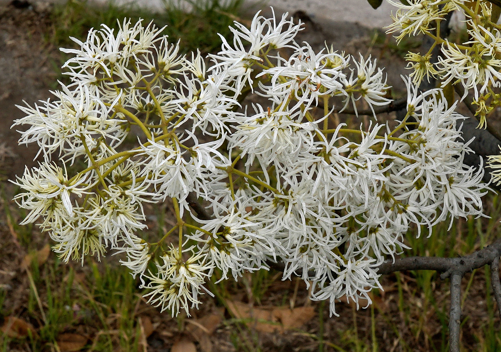 Chionanthus pubescens White Bloom White, thread-like flowers of Chionanthus pubescens spreading across multiple branches in a roadside setting