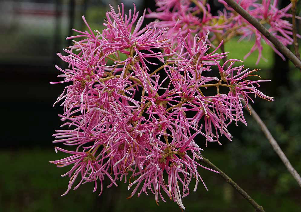 A cluster of narrow pink and white Chionanthus pubescens flowers