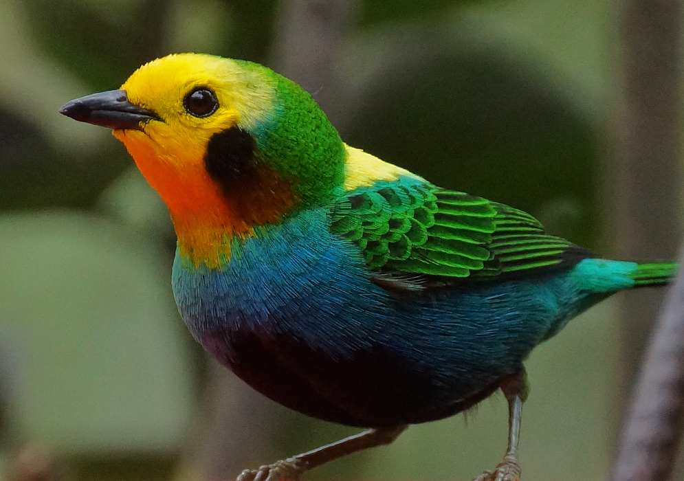 A Chlorochrysa nitidissima with a yellow crown and face, an orange throat; chestnut and black ear coverts; green nape and wings; and a blue breast, and belly