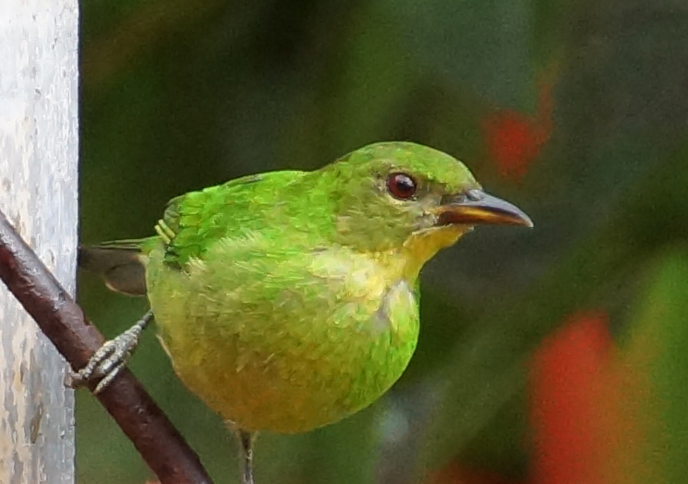 A green and yellow female Chlorophanes spiza on a branch
